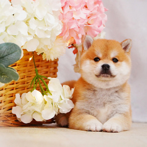 中华田园犬幼犬白色