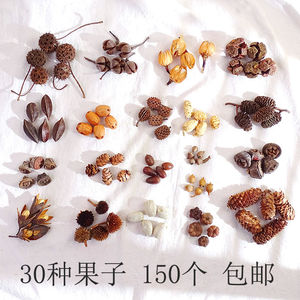 植物标本手工diy果子天然果实橡果松果幼儿园环创材料包拍摄收藏