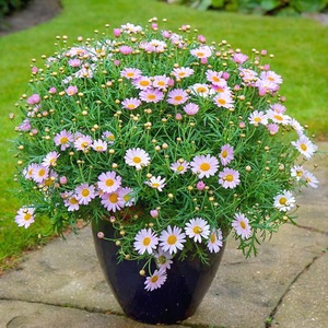 小雏菊鲜花盆栽四季开花姬菊花苗好养易爆盆室外阳台庭院花卉植物