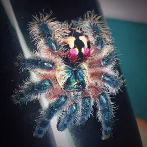 巴西彩树ts足展1cm爬行宠物蜘蛛神物色彩艳丽发烧级珍藏品种树栖