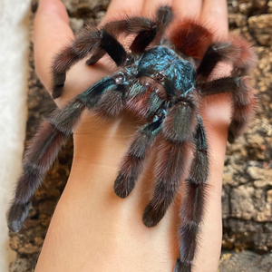 马提尼克油彩粉红趾足展1-8cm树栖粉趾类型爬行宠物蜘蛛温顺活体