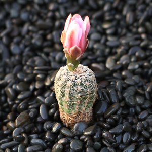 樱花罗星丸 裸萼球属 易开花开群花仙人球 防辐射多肉