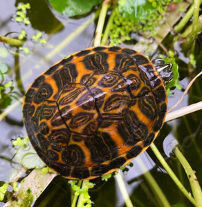 火焰龟观赏宠物深水龟活体宽吻素食龟吃菜乌龟