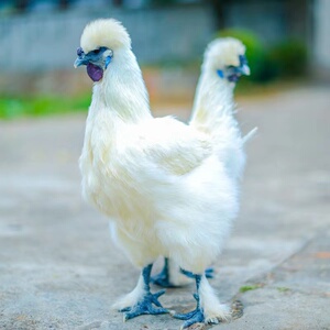 正宗纯种泰和乌鸡白凤种蛋受精蛋可孵化的小鸡乌骨鸡土鸡肉鸡种蛋