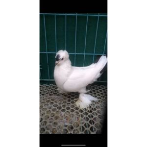 【点子鸽受精蛋】点子鸽受精蛋品牌,价格 - 阿里巴巴