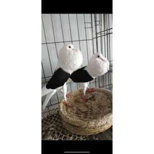 马甲胸球种鸽精品观赏鸽子种蛋黑色马甲球受精蛋可孵化一对包邮