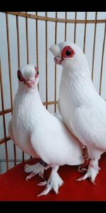 新疆甘肃观赏鸽豆眼白短嘴凤头红眼鸽子种蛋阿拉伯耳环阿拉尔高飞