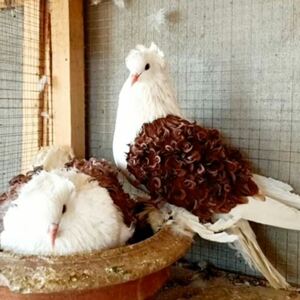 精品毛腿反色芙蓉观赏鸽种蛋马甲芙蓉宠物鸽受精蛋可孵化