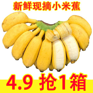 广西小米蕉当季水果新鲜9斤自然熟banana整箱苹果蕉香蕉芭蕉包邮