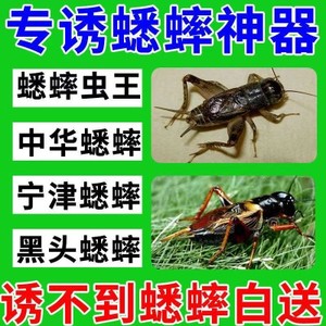 【轻松诱蝼蛄】抓蝼蛄土狗昆虫蝲蝲蛄捕捉土狗地拉蛄蝼蛄诱捕喷剂