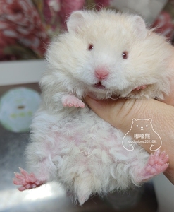 卷毛蜜波利金丝熊长毛羊毛卷火波利黄波利白熊纯银活体仓鼠宠物