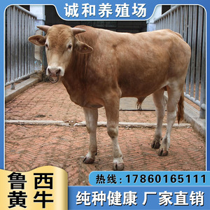 鲁西黄牛肉牛犊活体大型种牛肉牛小牛活牛崽西门塔尔牛养殖技术