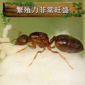 游举腹蚁蚂蚁工坊城堡蚂蚁用品好养的蚂蚁精品异宠活体蚁后爬宠