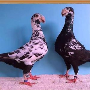 进口精品观赏鸽河马鸽子种鸽种蛋一对雪花马耳他鸽弯梁大鼻子一对