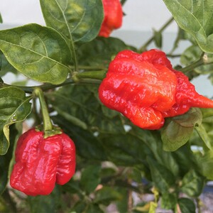 印度魔鬼椒种苗变态辣辣椒秧苗特辣超辣辣椒蔬菜种子四季阳台盆栽