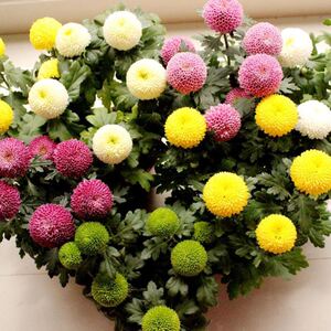 乒乓菊盆栽带花发货阳台庭院好养活重瓣七彩球菊花期长耐热耐寒