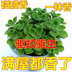 带香味绿植碰碰香室内盆栽客厅除异味净化空气植物驱蚊虫一抹香花