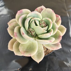 多肉植物,粉红贝拉