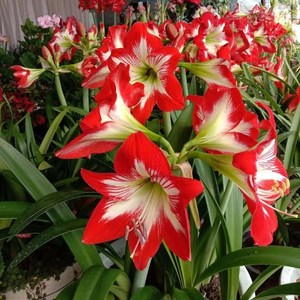 东北女王朱顶红