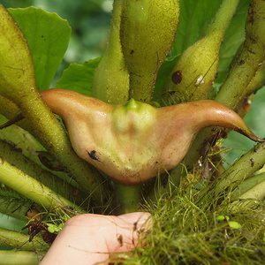 洪湖新鲜老菱角5斤当季现摘黑棱角牛角果水凌角种米蔬菜整箱5包邮