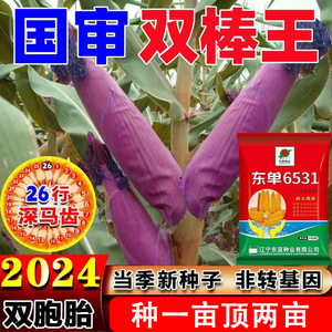 东单6531杂交玉米种子苞谷种双胞胎高产紫杆大棒抗病原包装正品