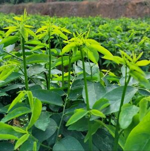天绿香益肝菜新鲜野菜海南树仔菜树菜青菜绿色养生菜酒店特色菜