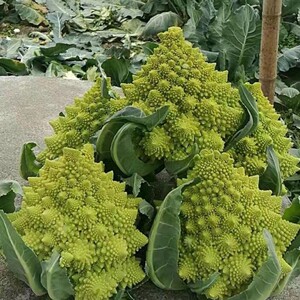宝塔花菜种子罗马绿塔花椰菜绿菜花佛头花菜西蓝花宝塔菜蔬菜种籽