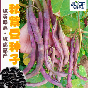 八月忙豆角种子高产春秋四季紫芸豆架豆种孑秋播抗病地豆种籽大全