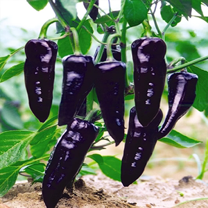 紫龙黑辣椒种籽早熟耐低温尖椒种子四季盆栽高产彩椒种孑蔬菜大全
