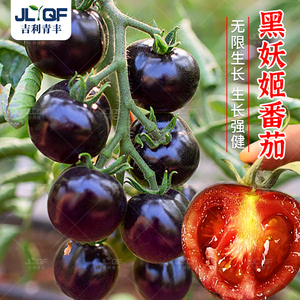 紫黑西红柿种籽四季黑珍珠番茄种子苗秧小西黑柿种孑春秋高产水果