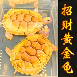 金钱龟黄金