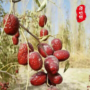 新疆特级免洗若羌灰枣骏枣大枣自然吊干通货20斤装全国空运包邮