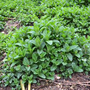 农村可食用薄荷苗贵州薄荷苗家乡野生薄荷土留兰香薄荷绿植草盆栽
