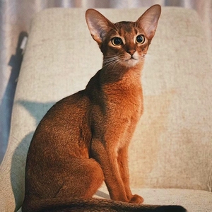 纯种阿比西尼亚猫索马里家养宠物赛级血统埃及法老幼猫咪崽活物体