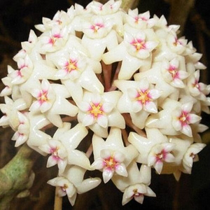 900人付款淘宝心叶球兰花带花大苗包邮攀爬室内盆栽植物卷叶线叶球兰