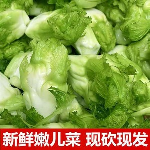 四川儿菜新鲜5斤娃娃菜农家自种蔬菜母子菜10抱耳菜多心菜
