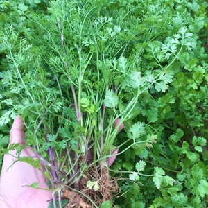 老品种芫荽云南德宏农家自种香菜香小芫荽细叶香菜种孑调料香菜