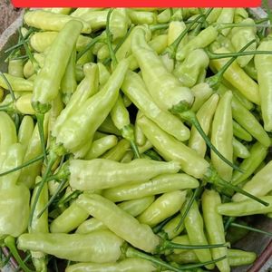 新鲜云南皱皮野山椒泡椒凤爪小米椒特辣