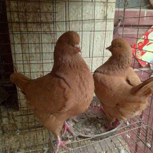 元宝鸽子特大巨型黄元宝鸽子一对特大肉物鸽子种鸽观赏鸽家养包邮