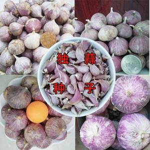 独头蒜种子 紫皮独头大蒜