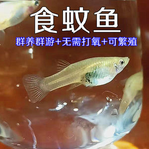 灭蚊吃蚊子原生食蚊鱼大肚鱼鱼龟粮麦穗生小鱼繁殖户外鱼冷水鱼