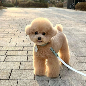 泰迪幼犬宠物狗活物小体比熊犬俊介博美小型犬小狗茶杯犬活体狗狗