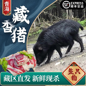 青藏高原藏香猪 新鲜现杀5斤 青海散养黑毛猪土猪肉猪排猪腿顺丰