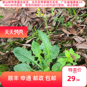 中草药纯天然黄鹌菜生鲜野芥菜500g 黄花枝香草野青菜 假飞龙干品