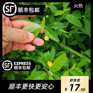 深山天然白背黄花稔 黄花地桃花 地膏药 黄花母 千斤坠中药材干货