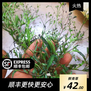 蟹目草