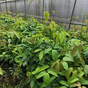 600人付款天猫八月瓜树苗九月黄8月瓜苗果树苗八月炸果苗当年结果嫁接