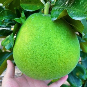新品种柚子树苗日本优柚嫁接苗明年结果无酸涩味糖度15果三斤左右