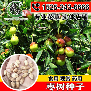 青枣台湾大青枣冬枣梨枣黑枣大雪枣灰枣大王枣金丝枣红枣树种子
