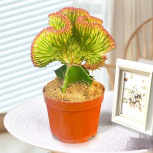 客化招麟净内麒物厅植养花麒仙气室辐彩栽好射财人玉掌空麟n盆防